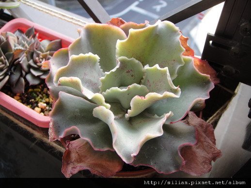 2010/2/23 Echeveria cv. Takasagonookina 高砂之翁