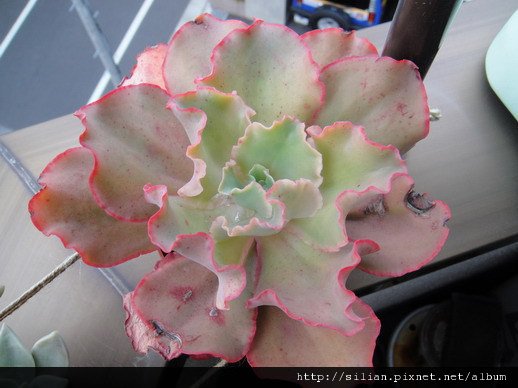 2010/11/25 慘不忍賭肉肉們 Echeveria cv. Takasagonookina 高砂之翁