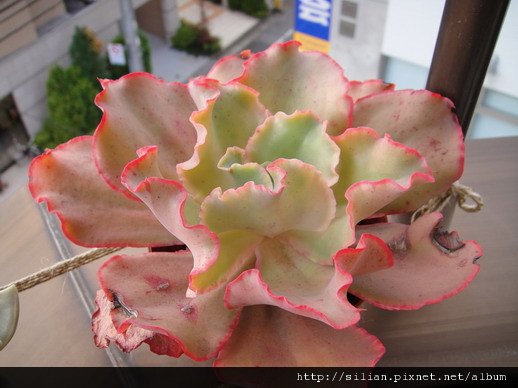 2010/11/27 澆水後的紅葉肉肉 Echeveria cv. Takasagonookina 高砂之翁