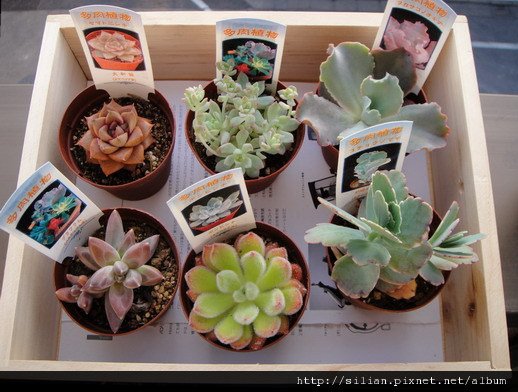 2009/4/8 Echeveria cv. Takasagonookina 高砂之翁