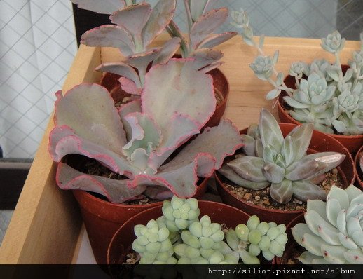 2009/5/10 Echeveria cv. Takasagonookina 高砂之翁