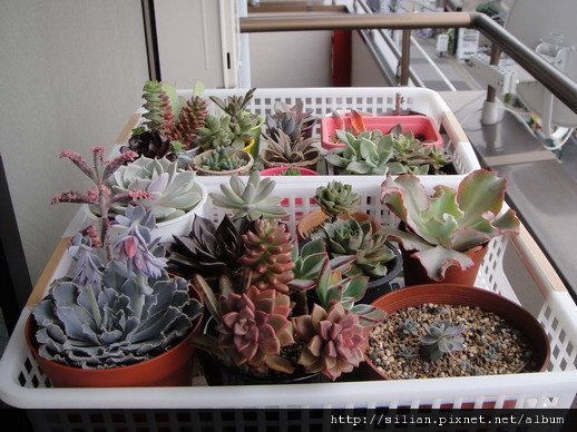 2009/6/4 Echeveria cv. Takasagonookina 高砂之翁