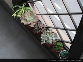 2009/10/5 Echeveria cv. Takasagonookina 高砂之翁