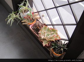 2011/4/20 Echeveria cv. Takasagonookina 高砂之翁