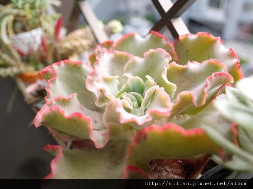 2011/5/13 Echeveria cv. Takasagonookina 高砂之翁