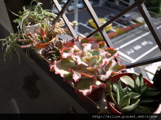 2011/6/8 Echeveria cv. Takasagonookina 高砂之翁