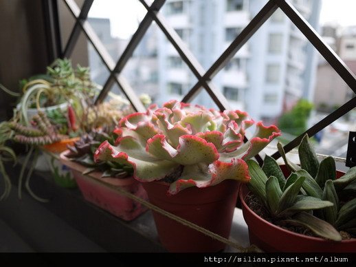 2011/6/8 Echeveria cv. Takasagonookina 高砂之翁