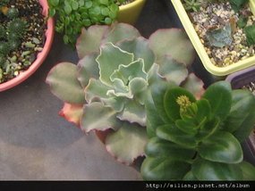 2009/12/8 from Hiro Echeveria cv. Takasagonookina 高砂之翁