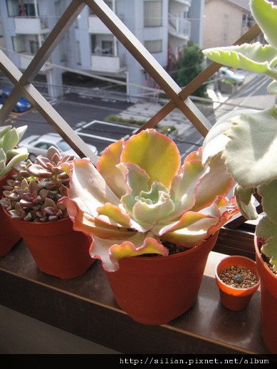 2009/9/28 Echeveria cv. Takasagonookina 高砂之翁