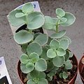 Sedum sieboldii / ミセバヤ