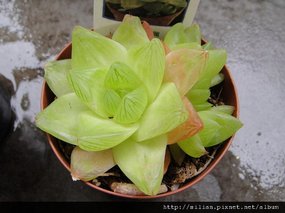 Haworthia &apos;TAKARAGUSA-nisiki&apos; 