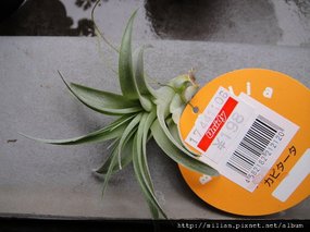 Tillandsia capitata(Guatemala) カピタータ