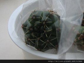 2008/11/3 緋花玉 Gymnocalycium baldianum