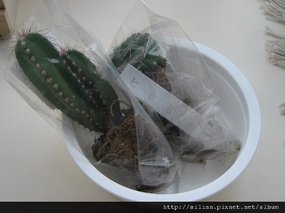 2008/11/3 緋花玉 Gymnocalycium baldianum