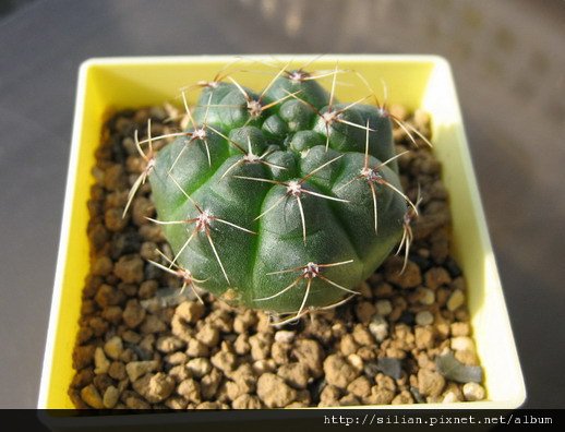 2008/11/5 緋花玉 Gymnocalycium baldianum