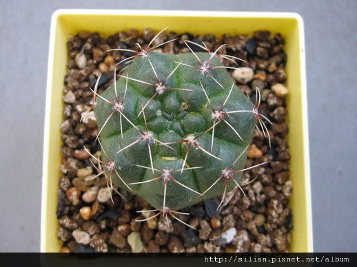 2008/12/11 緋花玉 Gymnocalycium baldianum