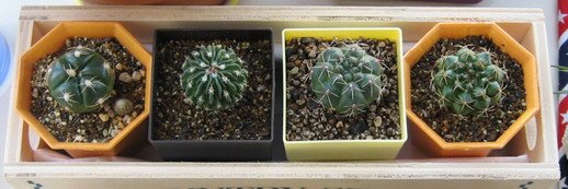 2008/12/29 緋花玉 Gymnocalycium baldianum