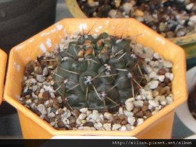 2009/11/5 緋花玉 Gymnocalycium baldianum