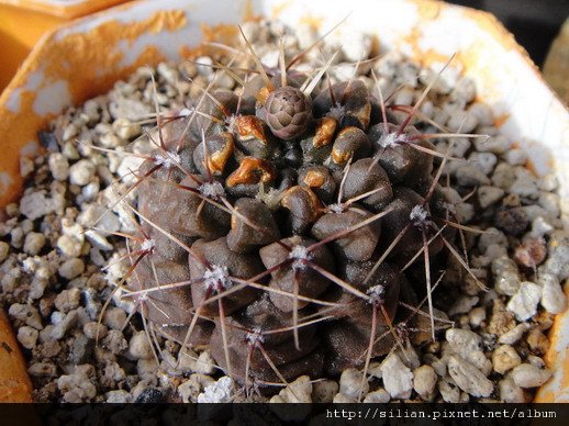 2010/5/8 緋花玉 Gymnocalycium baldianum