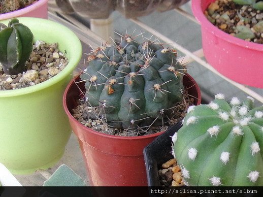 2010/9/14 緋花玉 Gymnocalycium baldianum