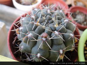 2011/4/28 緋花玉 Gymnocalycium baldianum