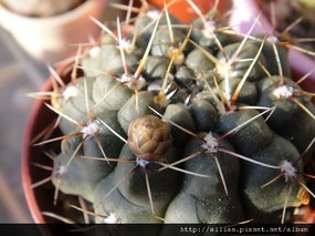 2011/5/8 緋花玉 Gymnocalycium baldianum