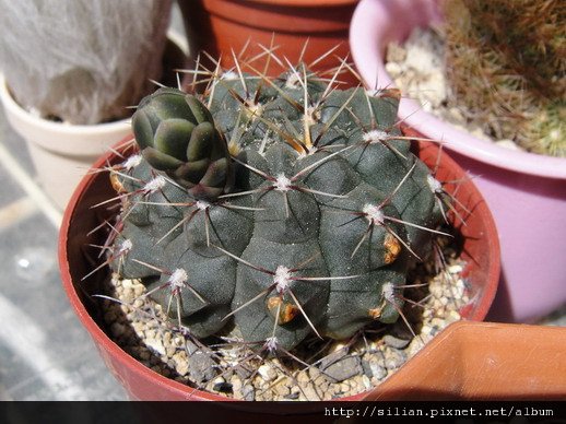 2011/5/20 緋花玉 Gymnocalycium baldianum