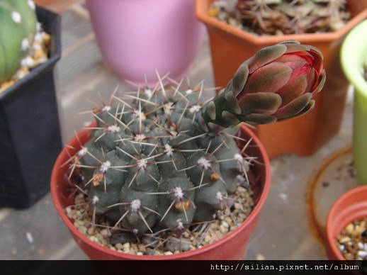 2011/6/8 緋花玉 Gymnocalycium baldianum 