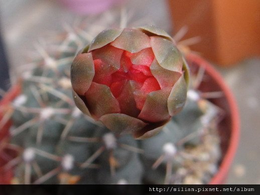 2011/6/8 緋花玉 Gymnocalycium baldianum 