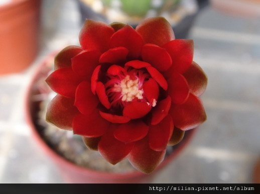 2011/6/8 緋花玉 Gymnocalycium baldianum