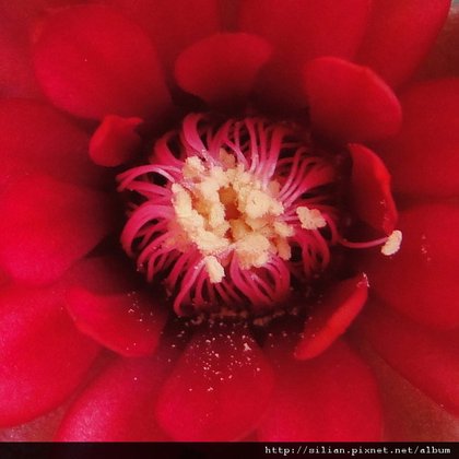 2011/6/9 緋花玉 Gymnocalycium baldianum