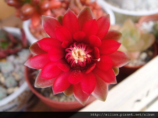 2011/6/9 緋花玉 Gymnocalycium baldianum