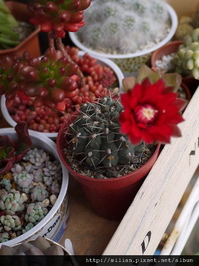 2011/6/9 緋花玉 Gymnocalycium baldianum 