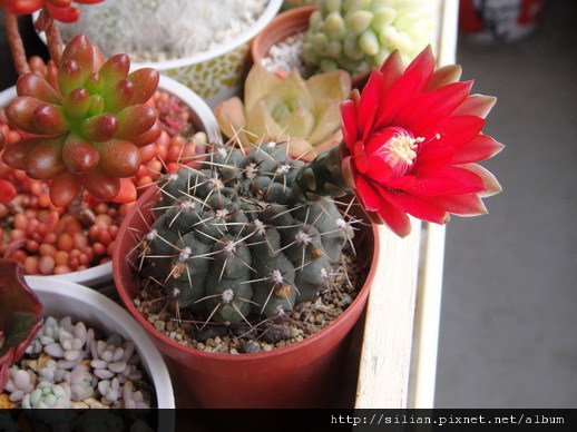 2011/6/9 緋花玉 Gymnocalycium baldianum 