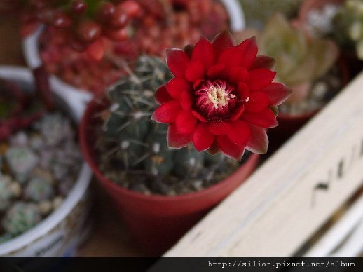 2011/6/9 緋花玉 Gymnocalycium baldianum