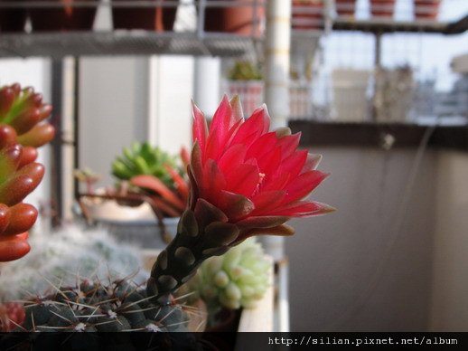 2011/6/9 緋花玉 Gymnocalycium baldianum 