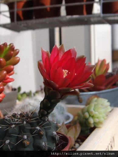 2011/6/9 緋花玉 Gymnocalycium baldianum 