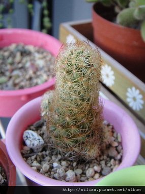 2010/8/6 黃金司