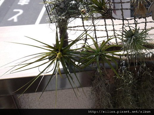 2011/5/20 Tillandsia tricolor トリコロール 三色花