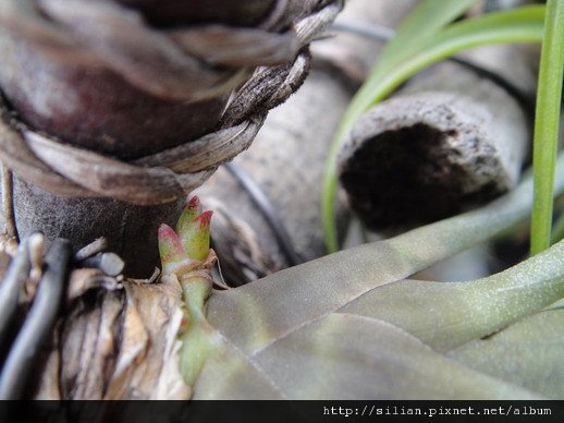 2011/6/11 Tillandsia tricolor トリコロール 三色花