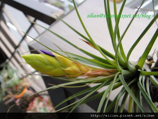 2011/6/12 Tillandsia tricolor トリコロール 三色花