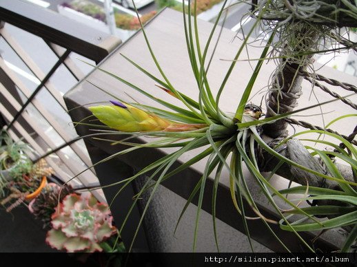 2011/6/12 Tillandsia tricolor トリコロール 三色花