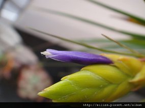 2011/6/13 Tillandsia tricolor トリコロール 三色花