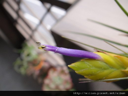 2011/6/16 Tillandsia tricolor トリコロール 三色花