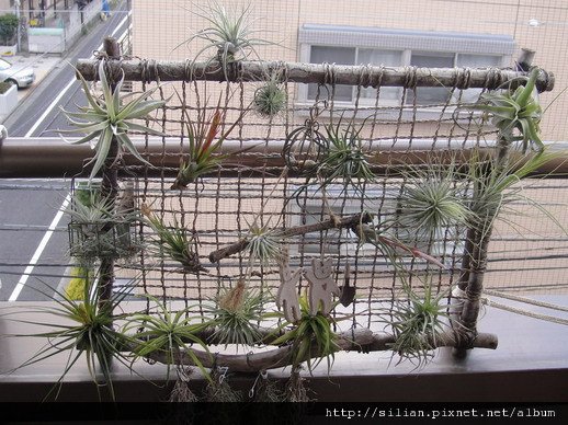 2011/4/20 Tillandsia tricolor トリコロール 三色花 回日後大整理