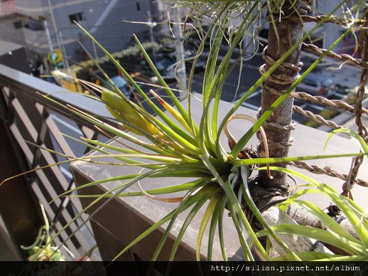 2011/4/25 Tillandsia tricolor トリコロール 三色花 有花苞的喊有