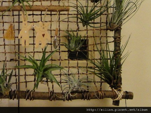 2009/7/12 Tillandsia tricolor トリコロール 三色花