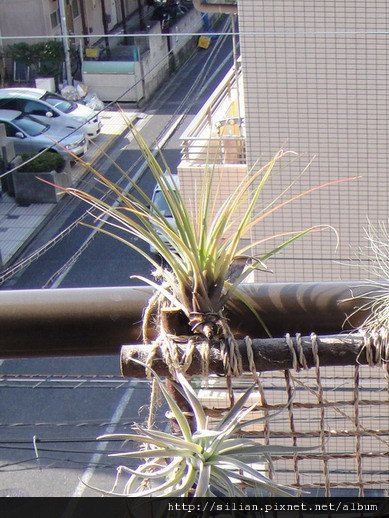 2009/11/7 Tillandsia tricolor トリコロール 三色花 20091105 回台前的陽台