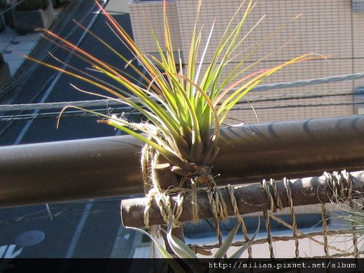 2009/12/8 Tillandsia tricolor トリコロール 三色花