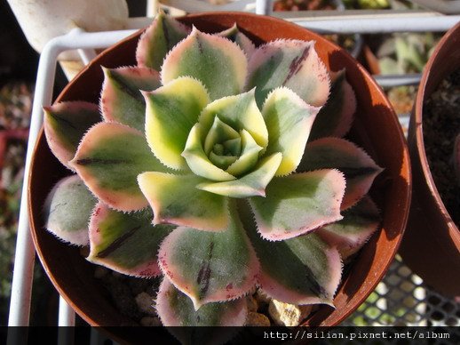 2010/4/8 サンバースト / Aeonium urbicum cv. Variegatum